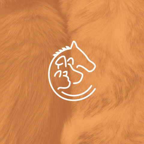 Dr. Croom logo with orange fur background.